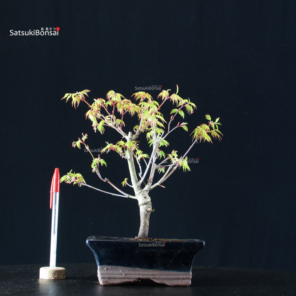 BCE-504_27-Acer-palmatum-Katsura Acero Palmato Katsura - immagine 1