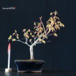 Acero Palmato Katsura