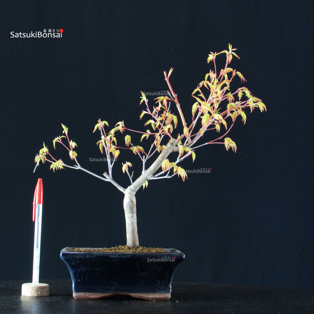 BCE-504_28-Acer-palmatum-Katsura Acero Palmato Katsura - immagine 1