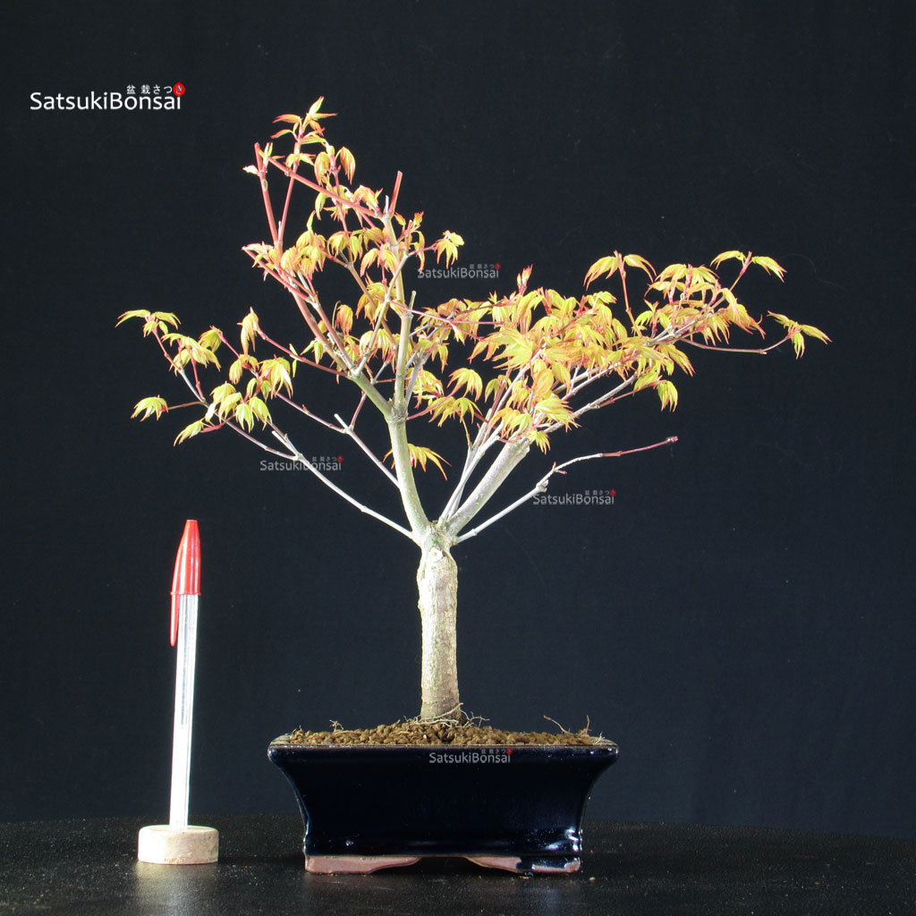 BCE-504_29-Acer-palmatum-Katsura Acero Palmato Katsura - immagine 1