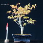 Acero Palmato Katsura