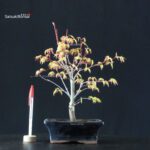 Acero Palmato Katsura