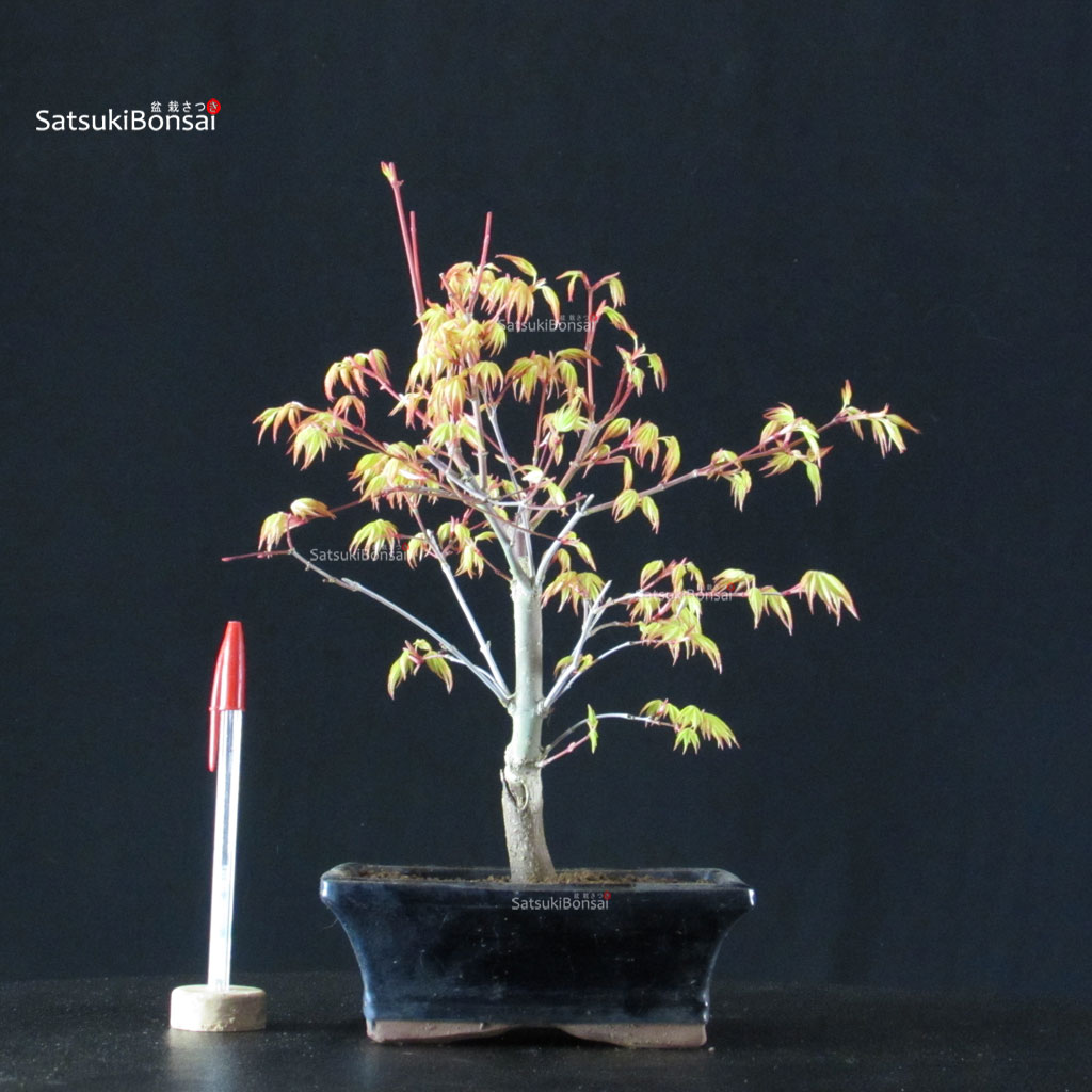 BCE-504_30-Acer-palmatum-Katsura Acero Palmato Katsura - immagine 1