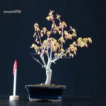 Acero Palmato Katsura