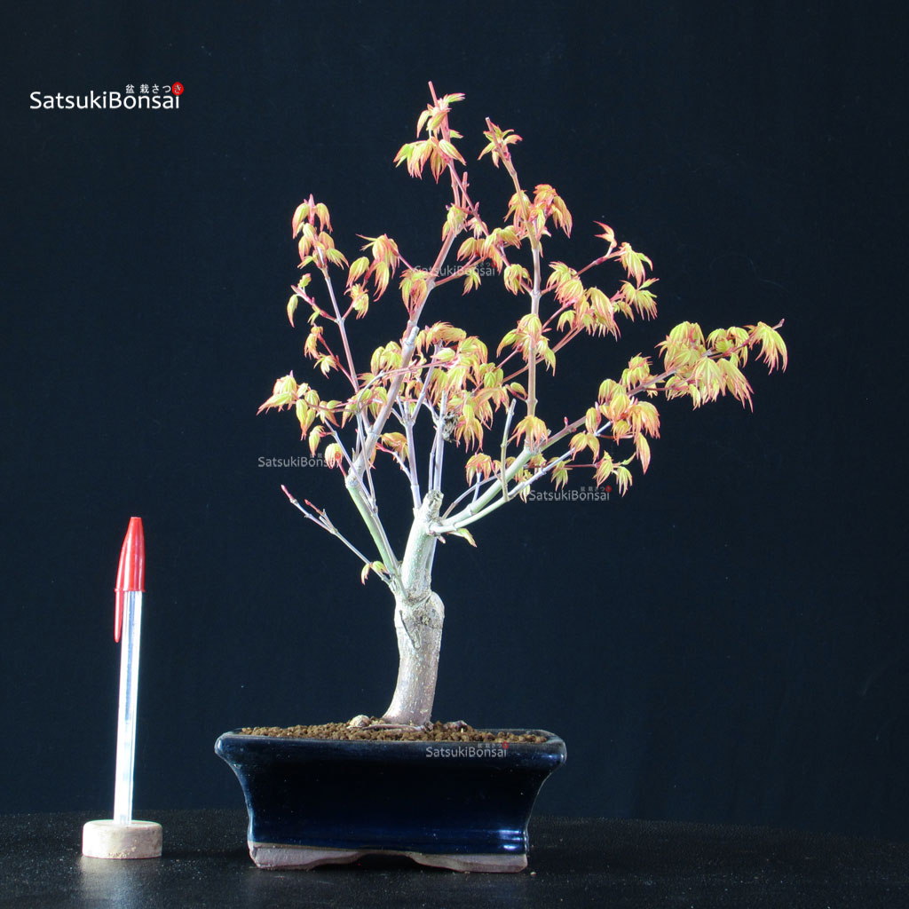 BCE-504_31-Acer-palmatum-Katsura Acero Palmato Katsura - immagine 1