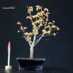 Acero Palmato Katsura