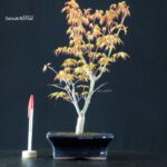 Acero Palmato Katsura