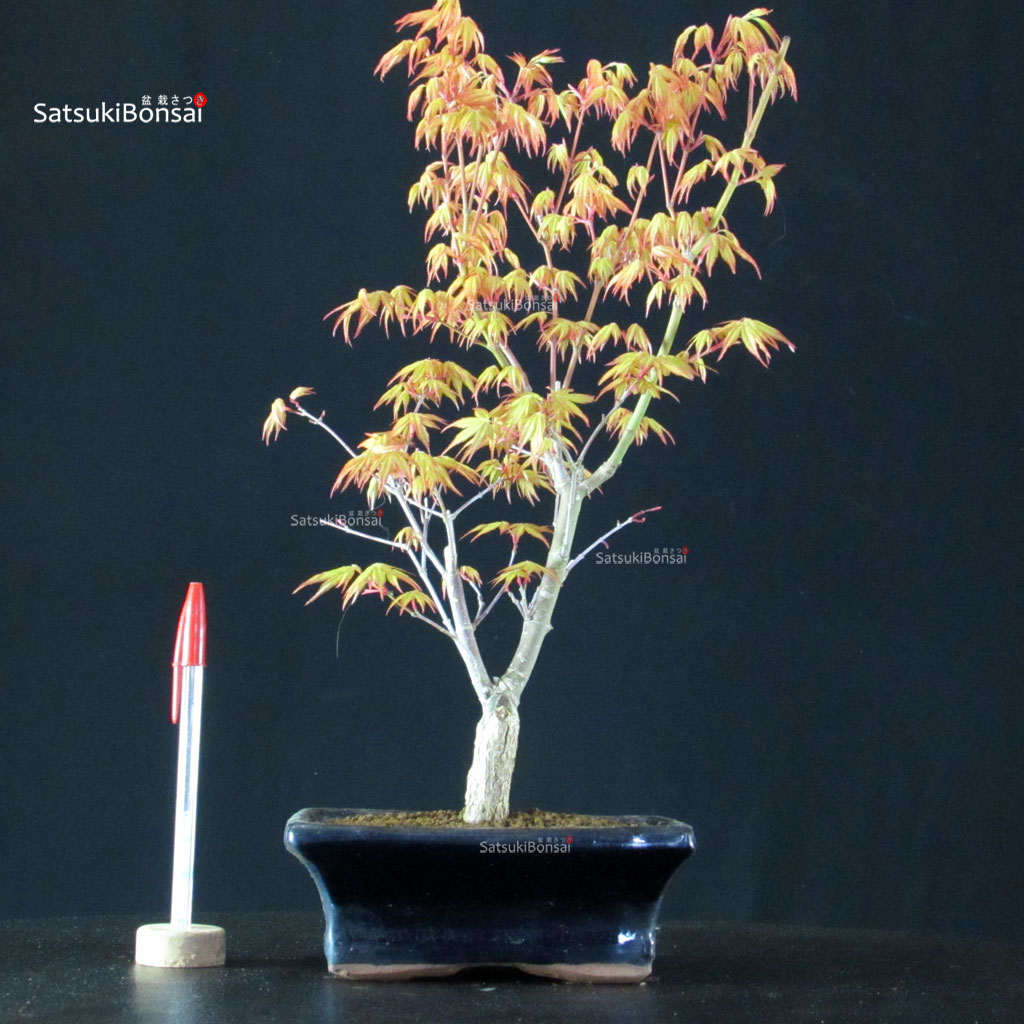 BCE-504_33-Acer-palmatum-Katsura Acero Palmato Katsura - immagine 1