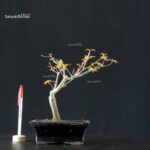 Acero Palmato Katsura