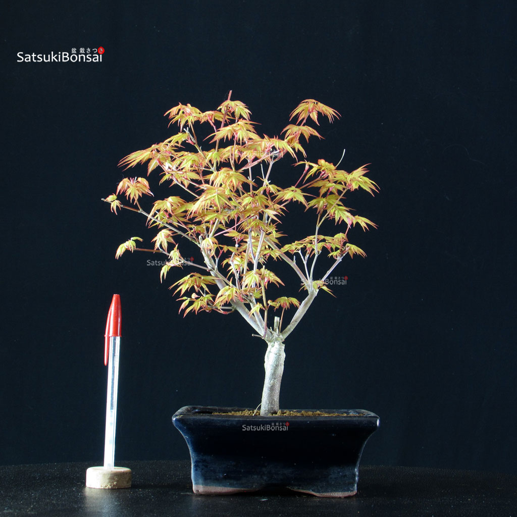 BCE-504_36-Acer-palmatum-Katsura Acero Palmato Katsura - immagine 1