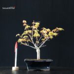 Acero Palmato Katsura