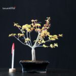 Acero Palmato Katsura