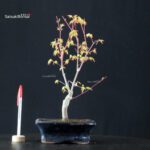 Acero Palmato Katsura