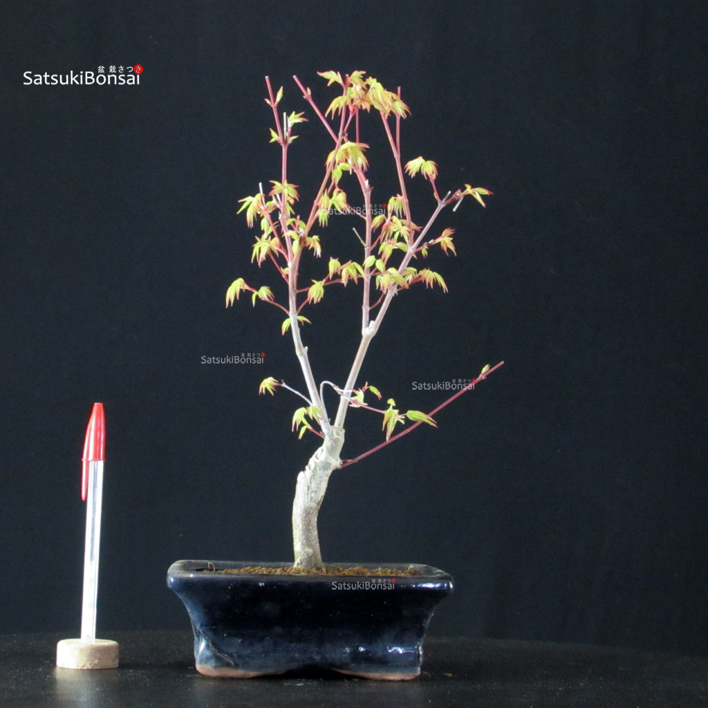 BCE-504_39-Acer-palmatum-Katsura Acero Palmato Katsura - immagine 1