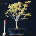 Acero Palmato Katsura