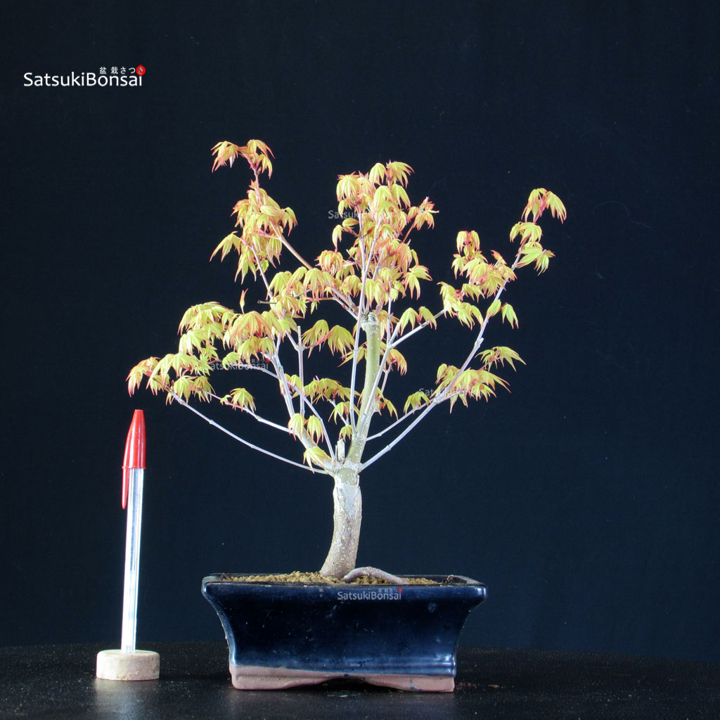 BCE-504_40-Acer-palmatum-Katsura Acero Palmato Katsura - immagine 1