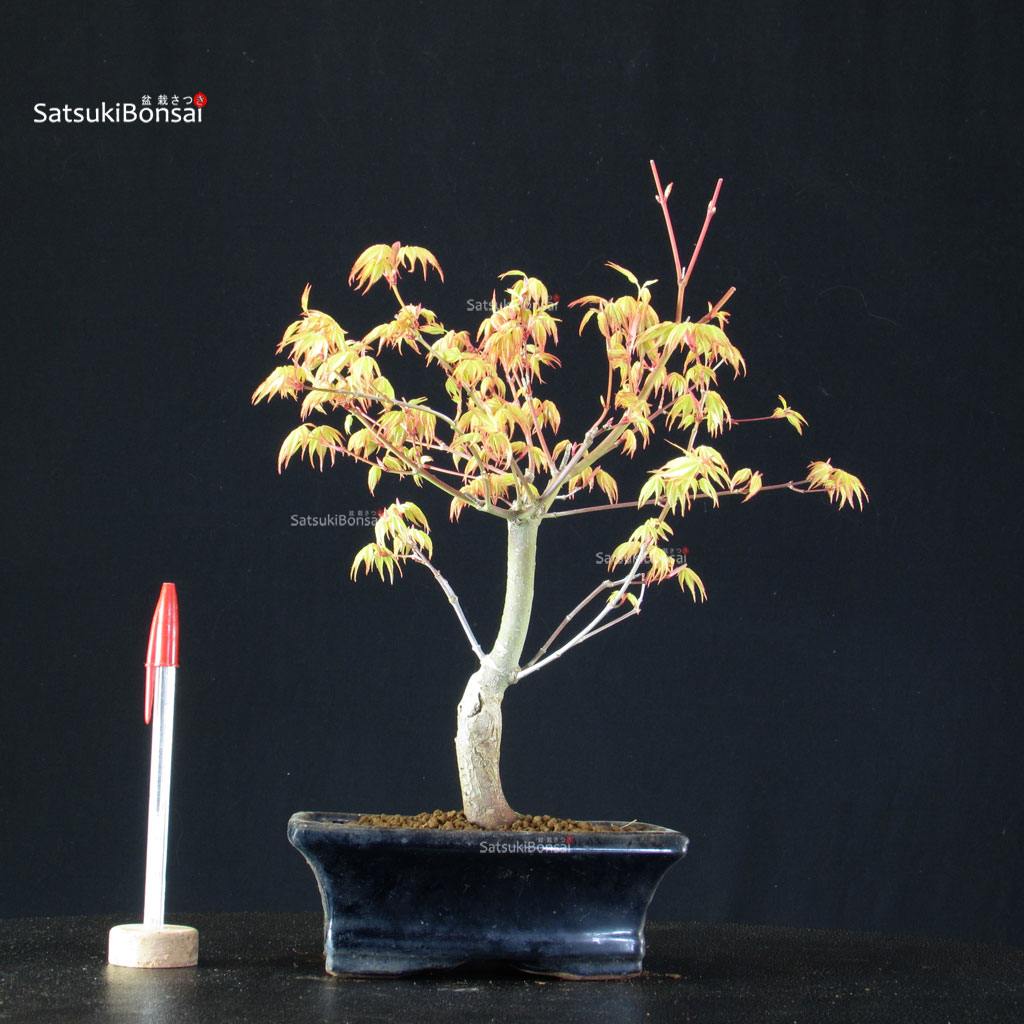 BCE-504_41-Acer-palmatum-Katsura Acero Palmato Katsura - immagine 1