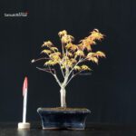 Acero Palmato Katsura