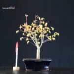 Acero Palmato Katsura