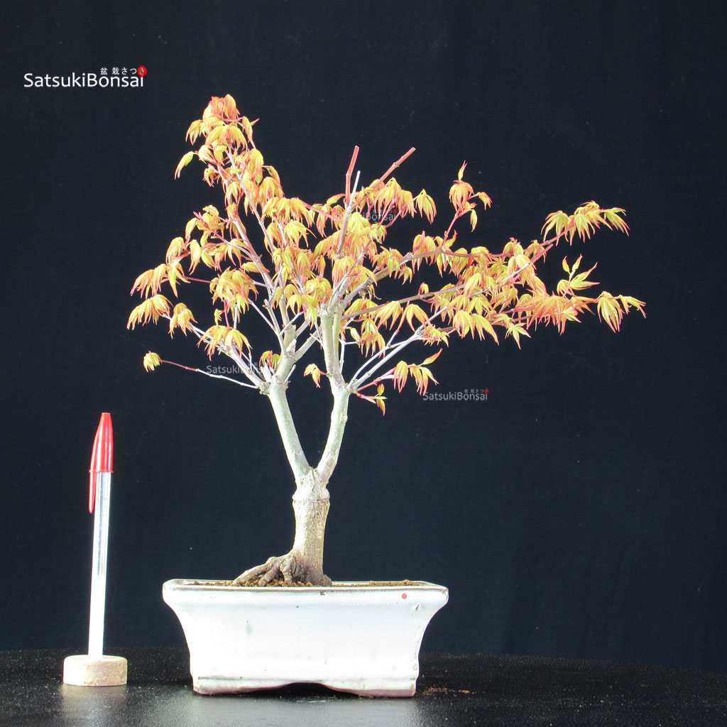 BCE-504_44-Acer-palmatum-Katsura Acero Palmato Katsura - immagine 1