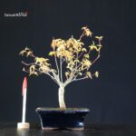 Acero Palmato Katsura