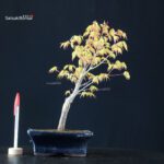 Acero Palmato Katsura