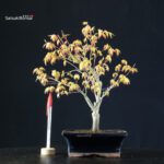 Acero Palmato Katsura