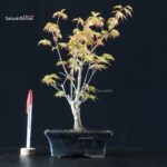 Acero Palmato Katsura