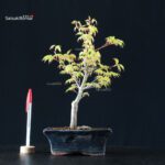 Acero Palmato Katsura