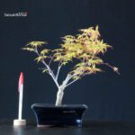 Acero Palmato Katsura