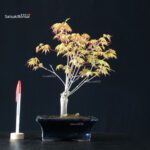 Acero Palmato Katsura