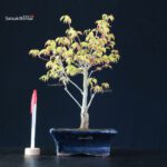 Acero Palmato Katsura