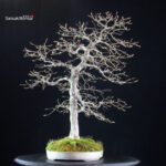 Carpinus Coreana - immagine 2
