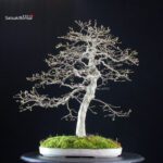 Carpinus Coreana - immagine 3