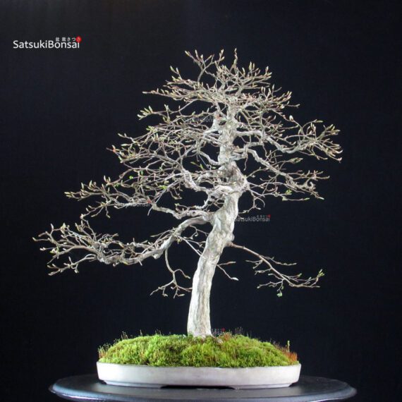 Carpinus Coreana - immagine 3