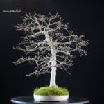 Carpinus Coreana - immagine 4