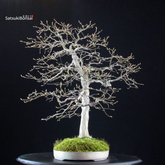 Carpinus Coreana - immagine 4