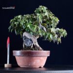 Acer Buergerianum - Kaede