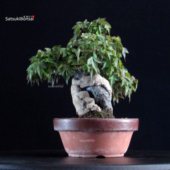 Acer Buergerianum - Kaede - immagine 2