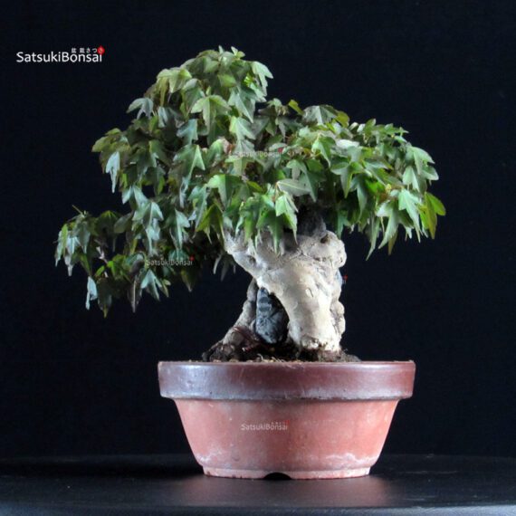 Acer Buergerianum - Kaede - immagine 3