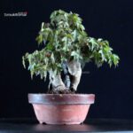 Acer Buergerianum - Kaede - immagine 4