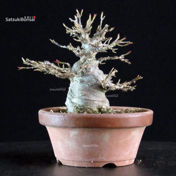 Acer Buergerianum - Kaede - immagine 3