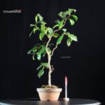 Camellia Japonica Unryu - Zigzag