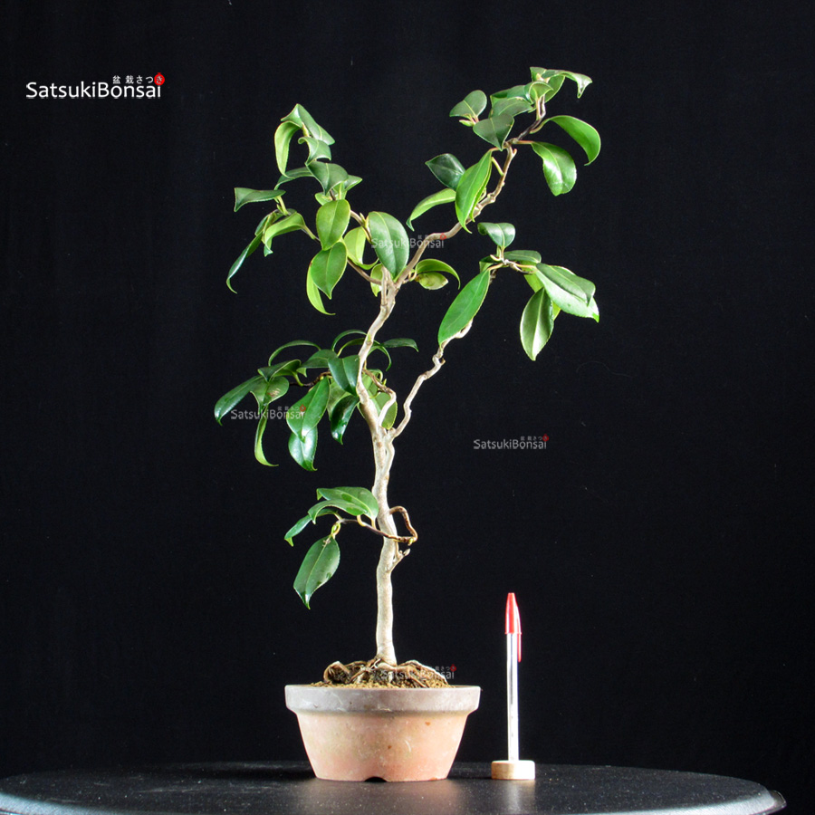 IMG_1100 Camellia Japonica Unryu - Zigzag - immagine 1