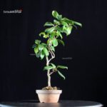 Camellia Japonica Unryu - Zigzag - immagine 2