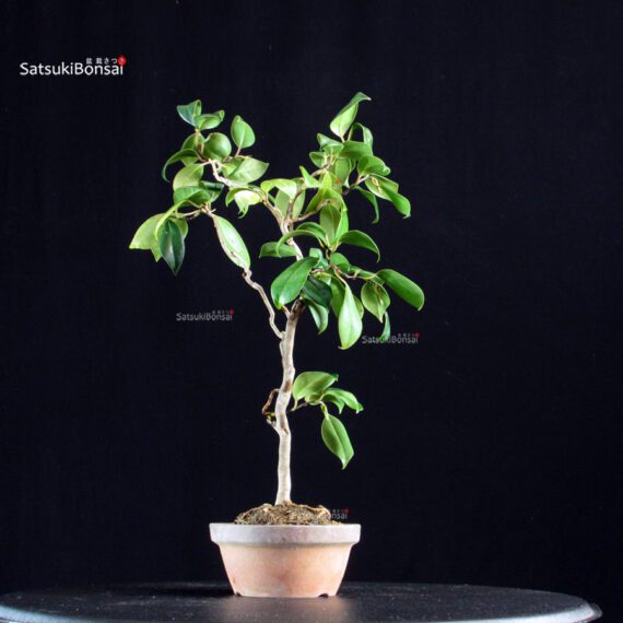 Camellia Japonica Unryu - Zigzag - immagine 3