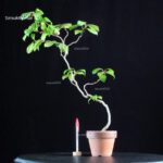 Camellia Japonica Unryu - Zigzag