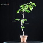 Camellia Japonica Unryu - Zigzag - immagine 2