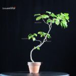 Camellia Japonica Unryu - Zigzag - immagine 3