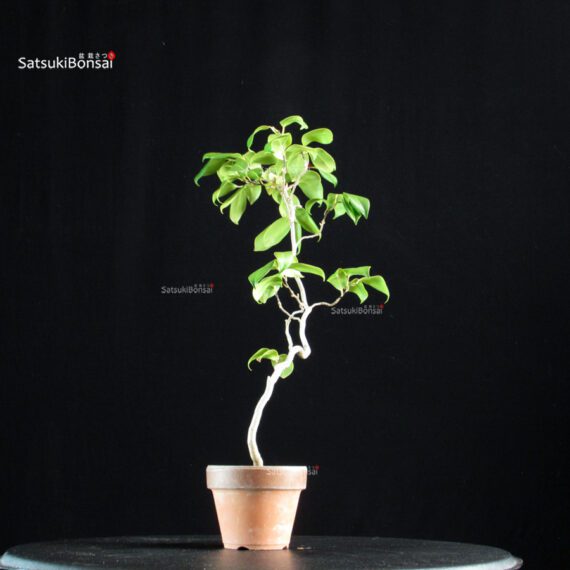 Camellia Japonica Unryu - Zigzag - immagine 4